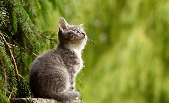 Kitten sitting on tree stump in forest